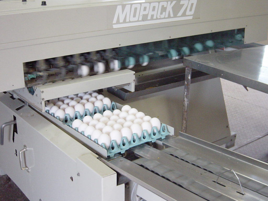 クイーン卵の選別、洗浄について