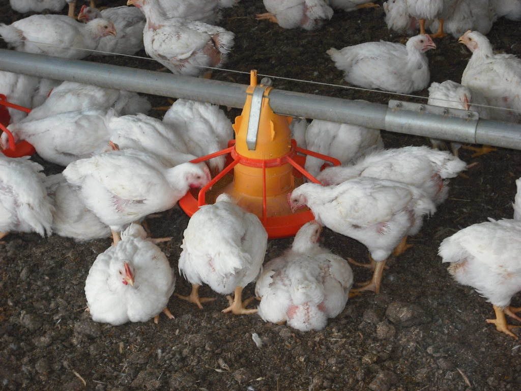 長崎県のブランド鶏ばってん鶏の飼育風景